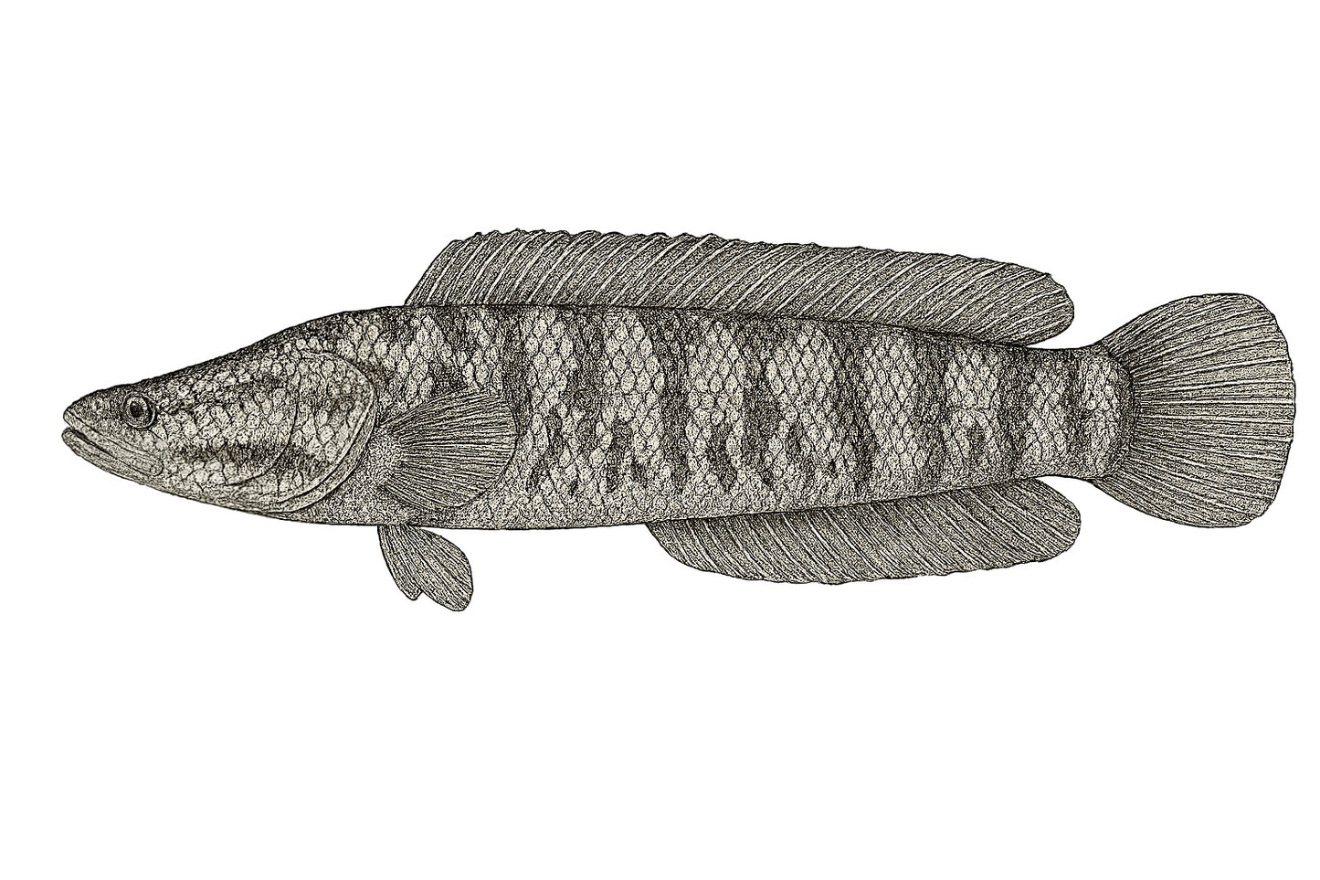 Snakehead Pint Glass