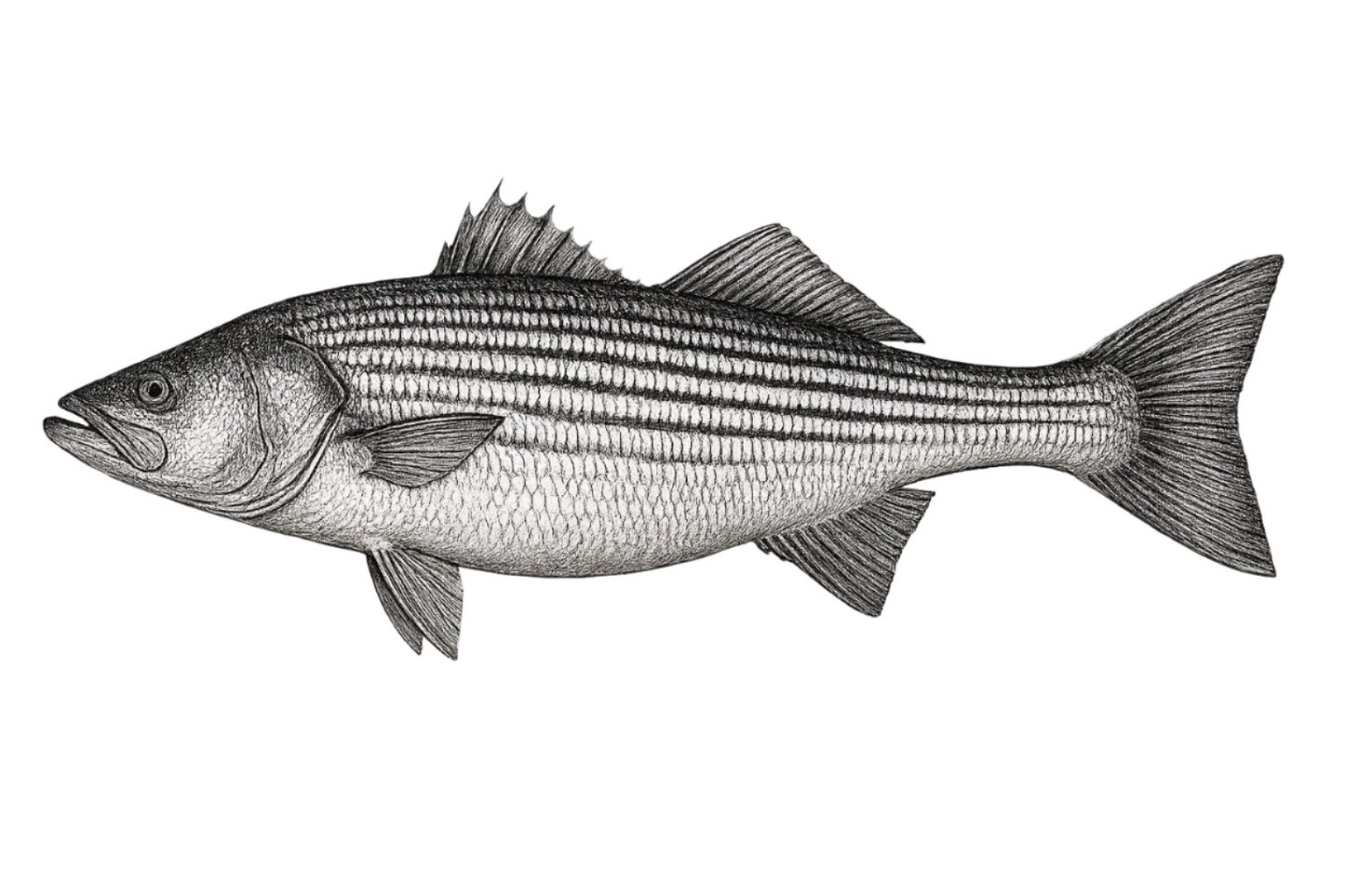 Striped Bass Pint Glass